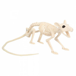 SQUELETTE DE RAT 46cm